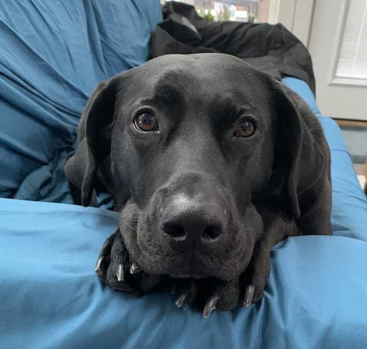 Photo of Layla