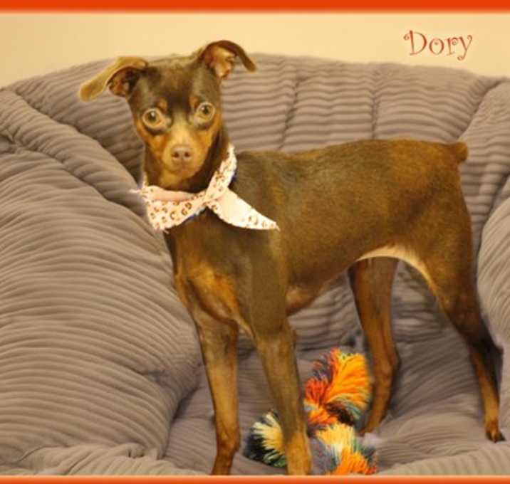 Photo of Dory in TX