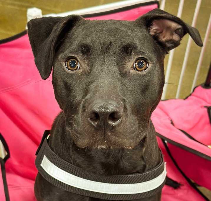 Photo of Hades