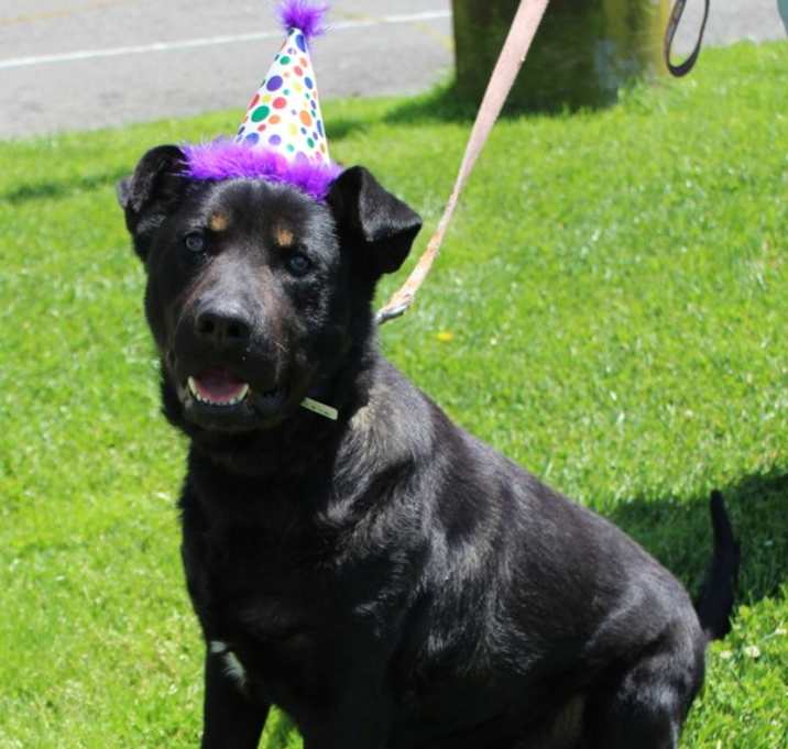 Photo of Baloo