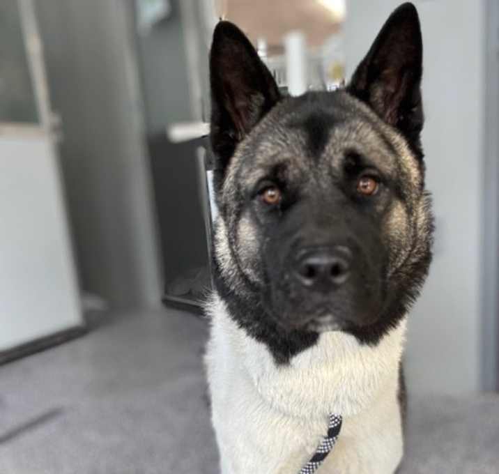 Photo of Sparky