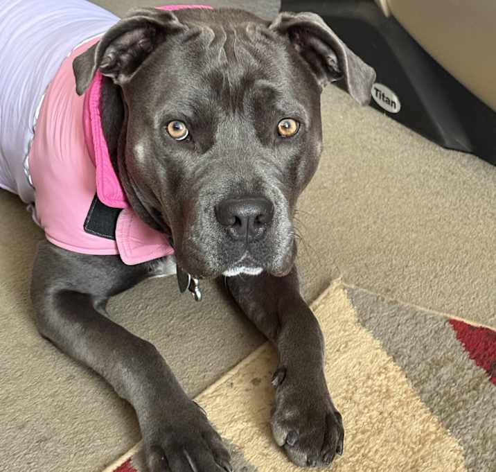 Photo of Athena
