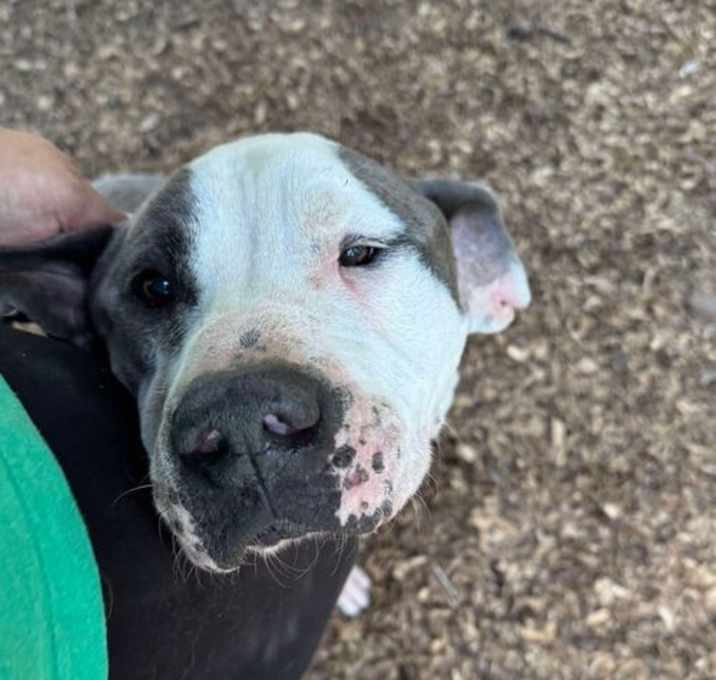 Photo of Herman (GA)