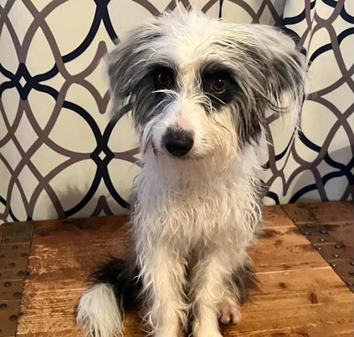 Photo of Lucky