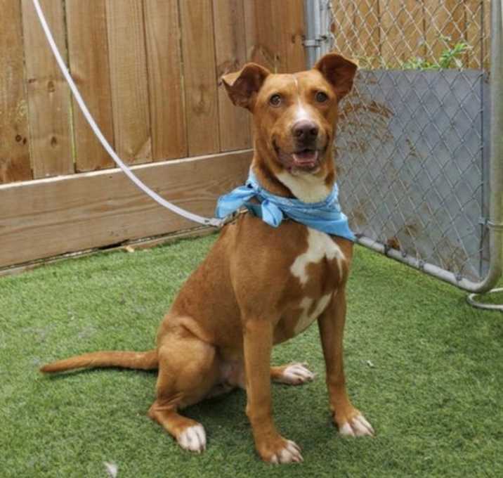 Photo of Archie