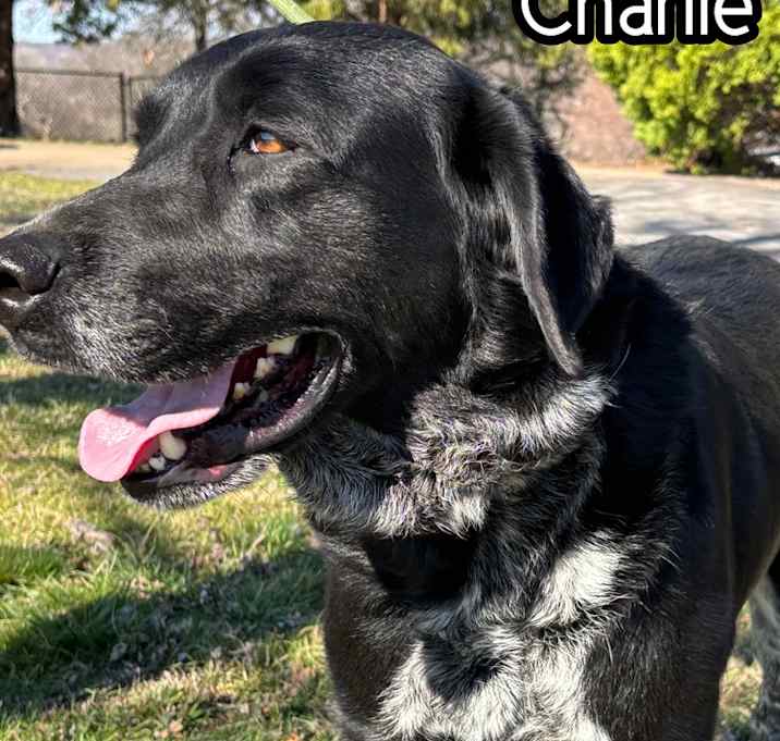 Photo of Charlie