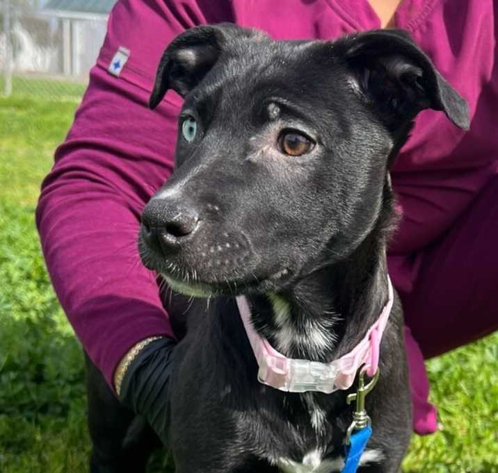 Photo of Luna