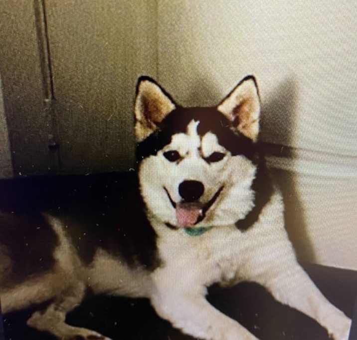 Photo of Prancer