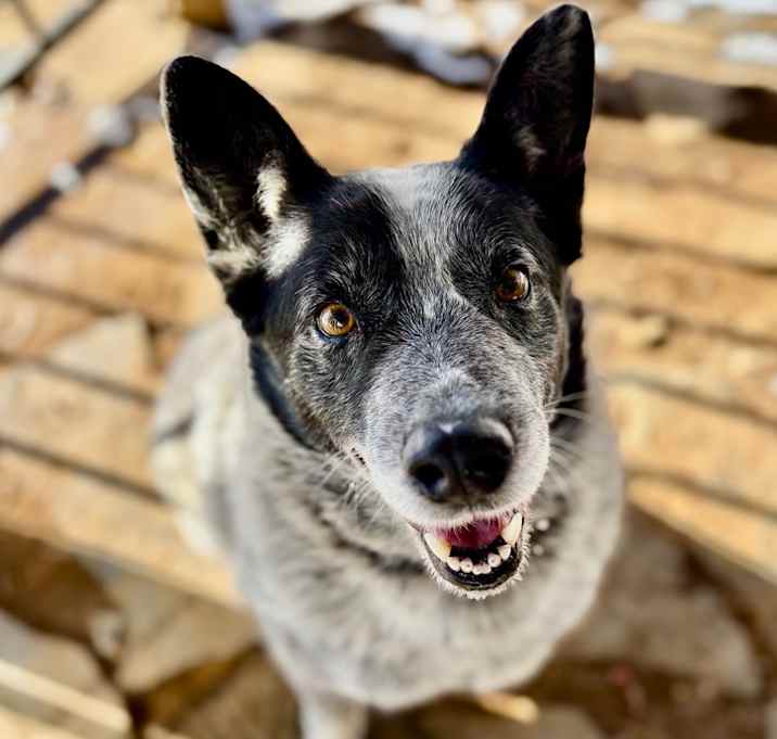 Photo of Boomer