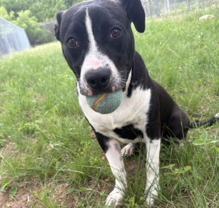 Photo of Chip