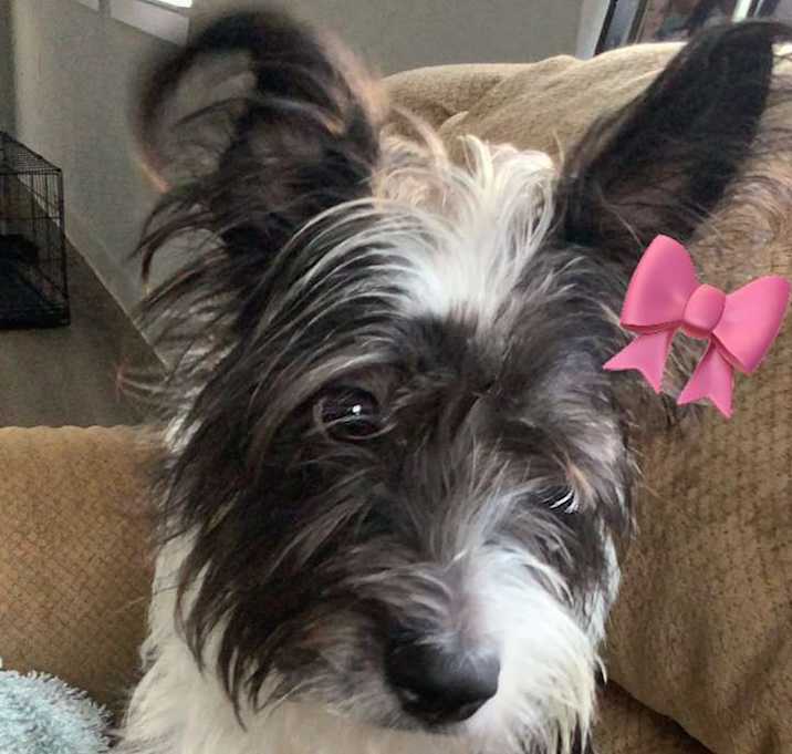Photo of Buttercup