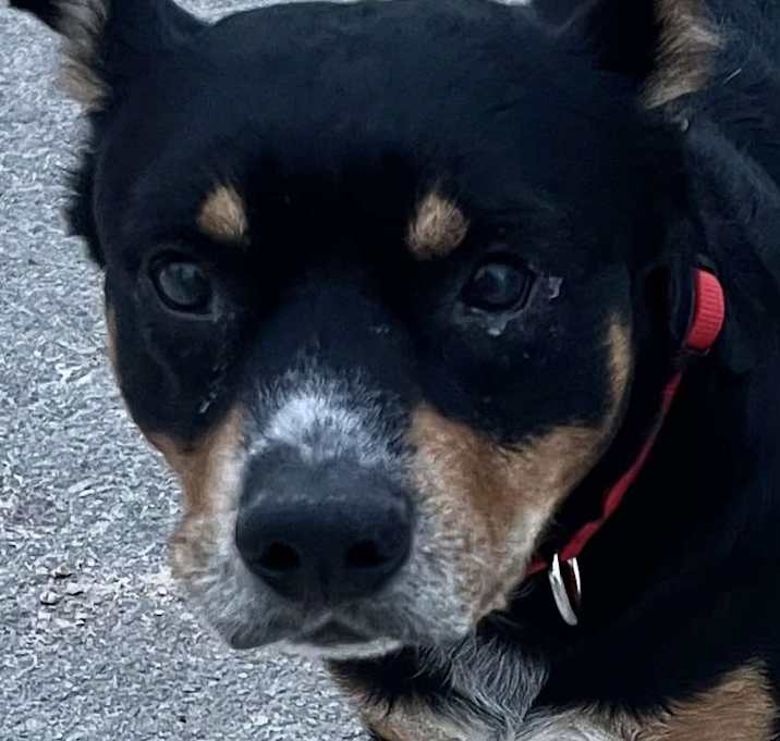 Photo of Max