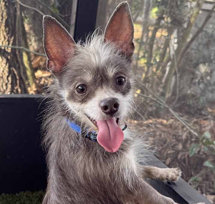 Photo of Dobby