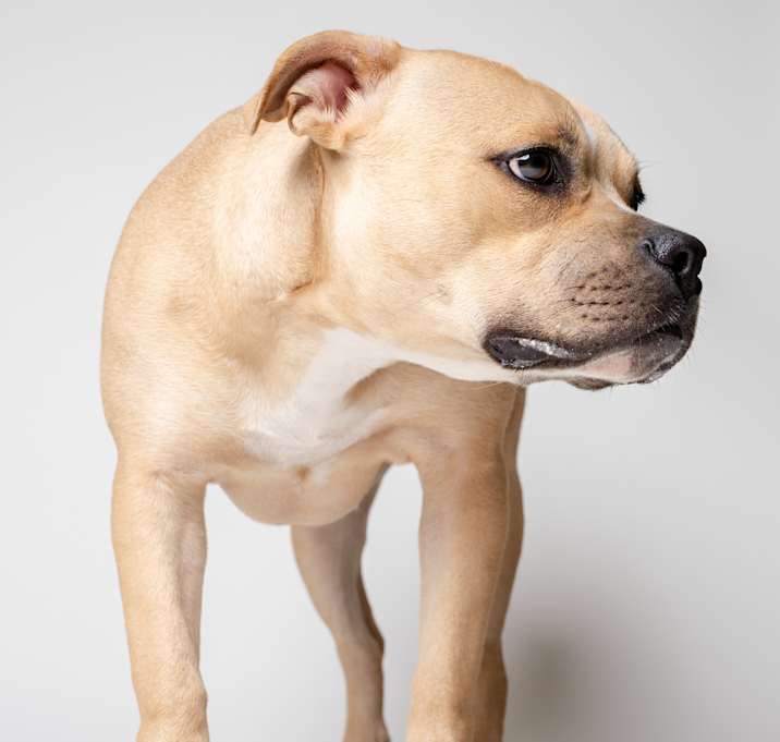 Photo of Dixie