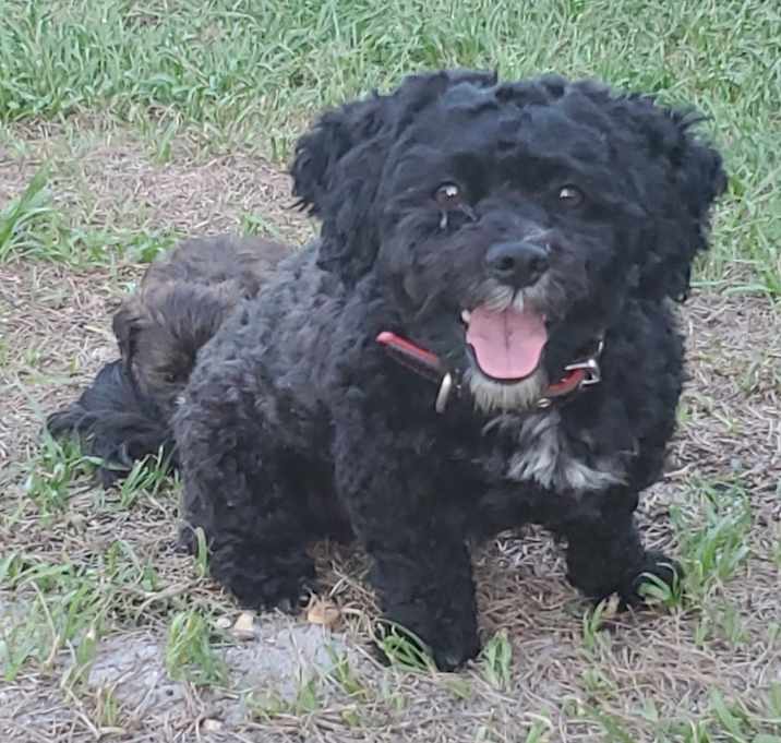 Photo of Champ