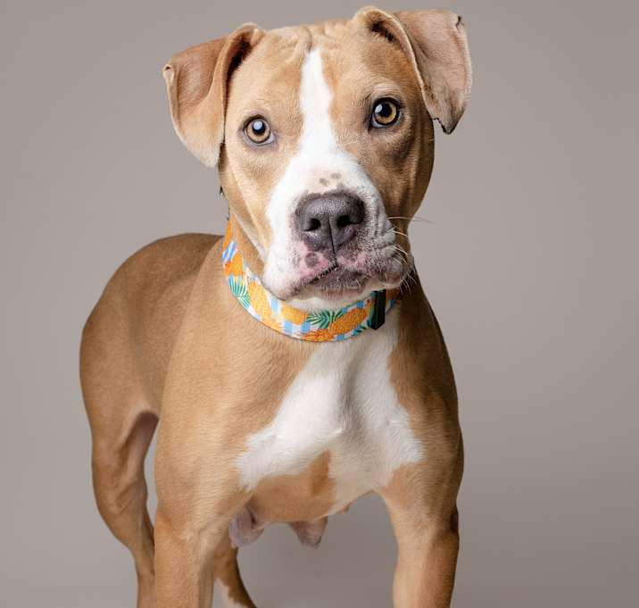 Photo of Sadie