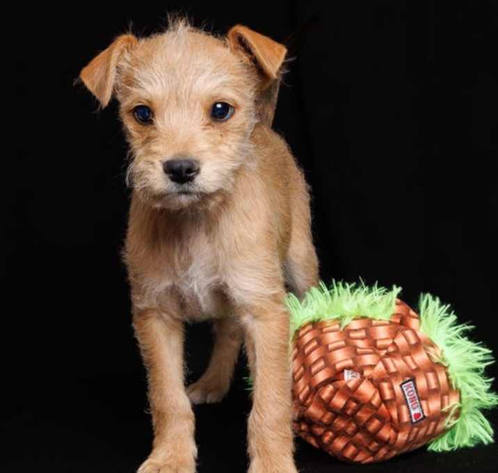 Photo of Peanut