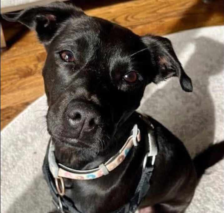 Photo of Luna