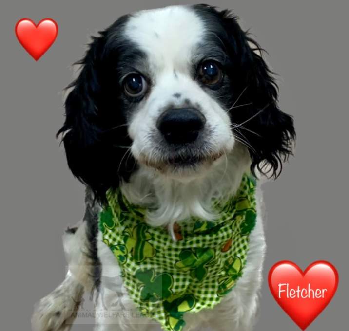 Photo of FLETCHER