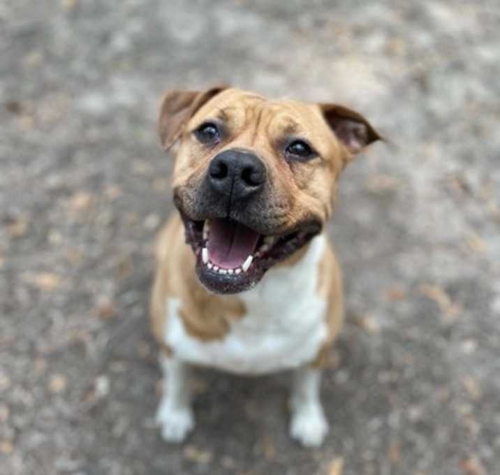 Photo of Gracie