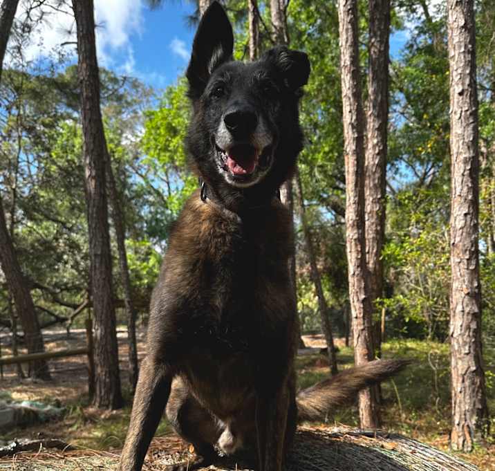 Photo of Dexter