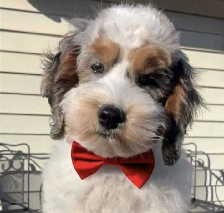 Photo of CUBBY