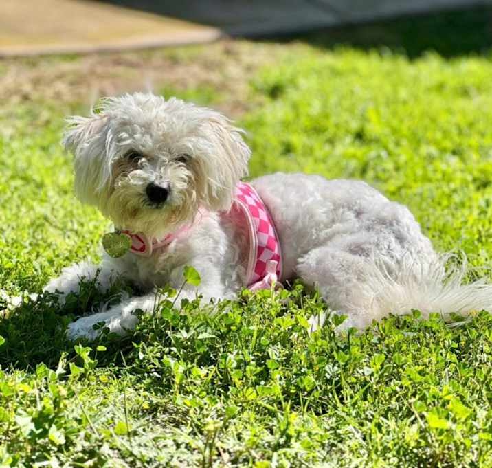 Photo of Rizzo
