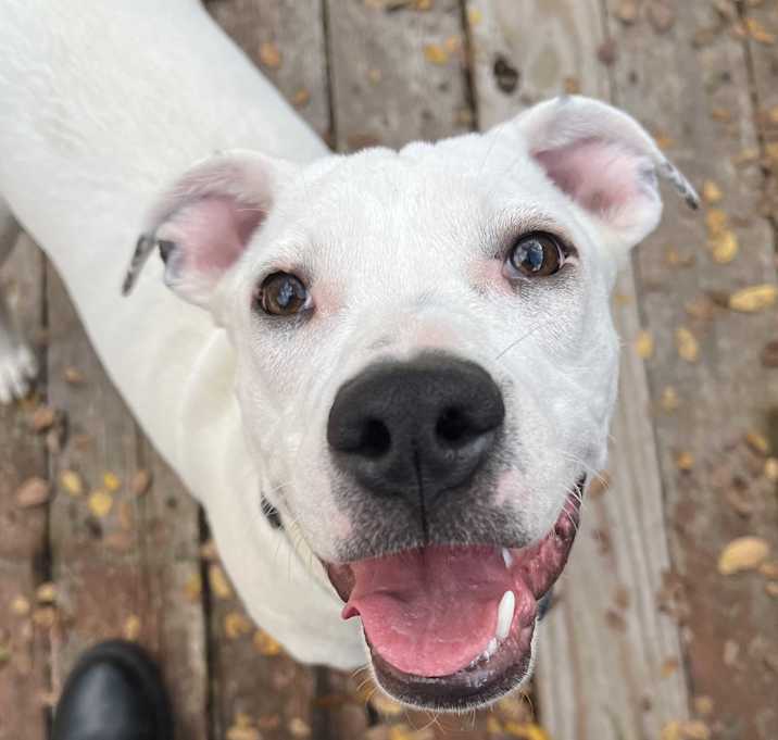 Photo of Boo