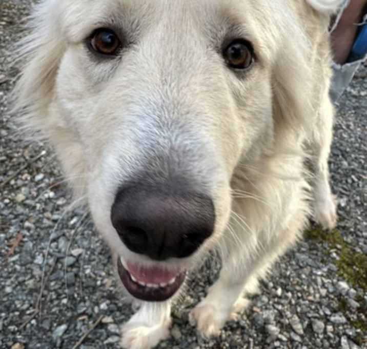 Photo of Mazie
