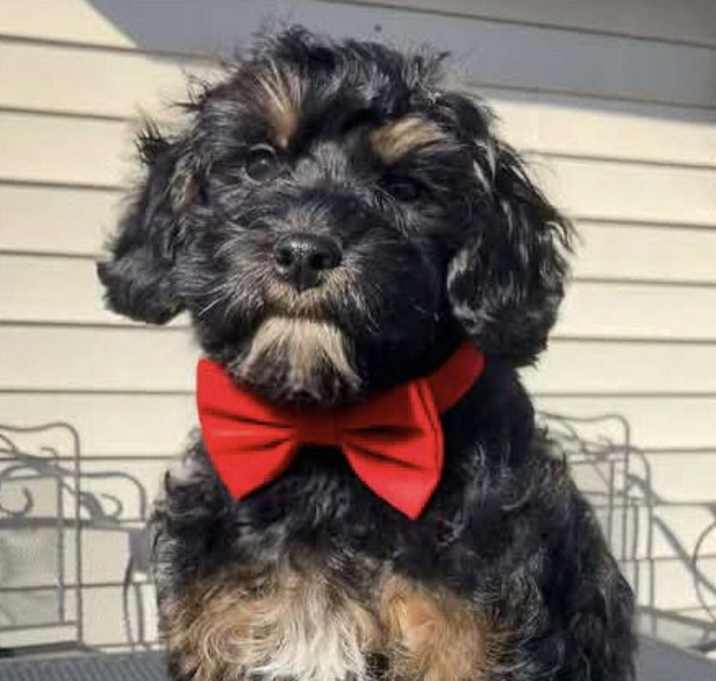 Photo of COCO