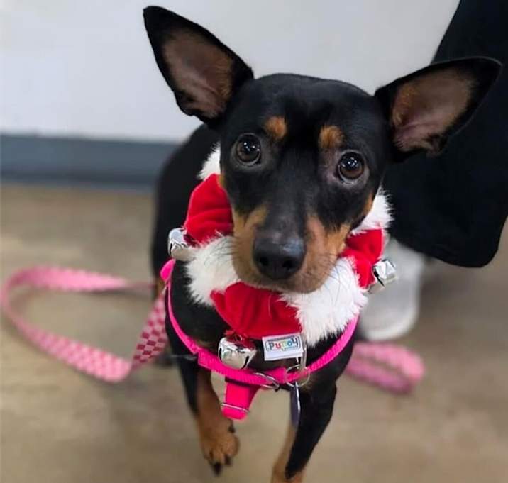 Photo of Daisy