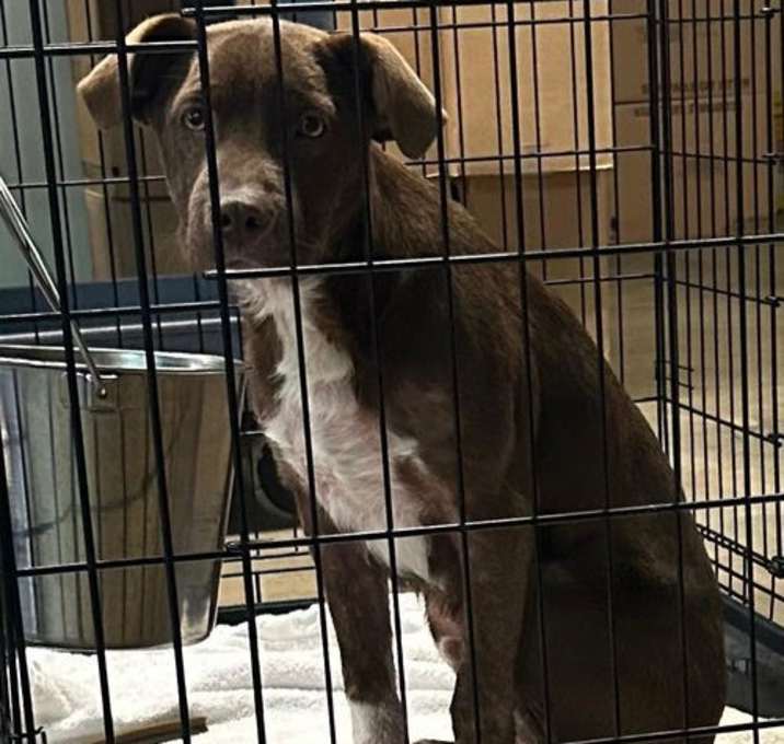 Photo of Scooby