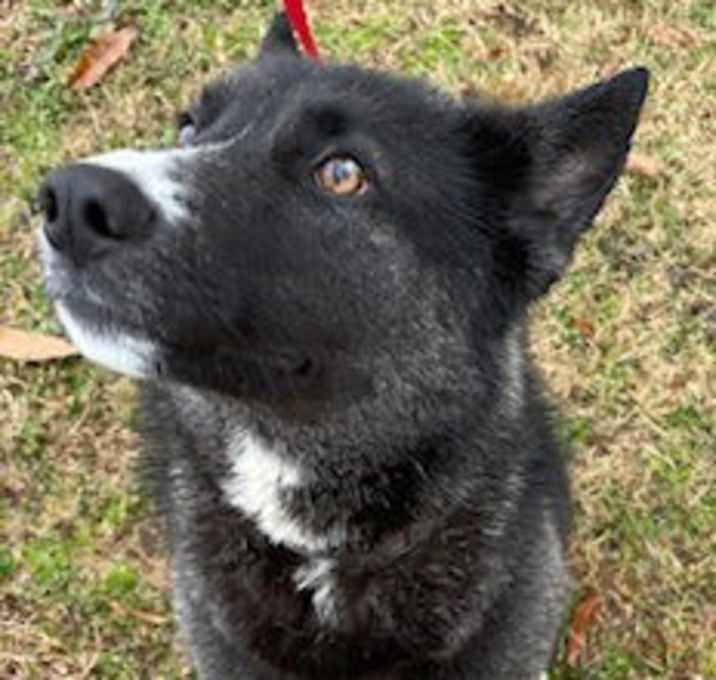 Photo of Koda