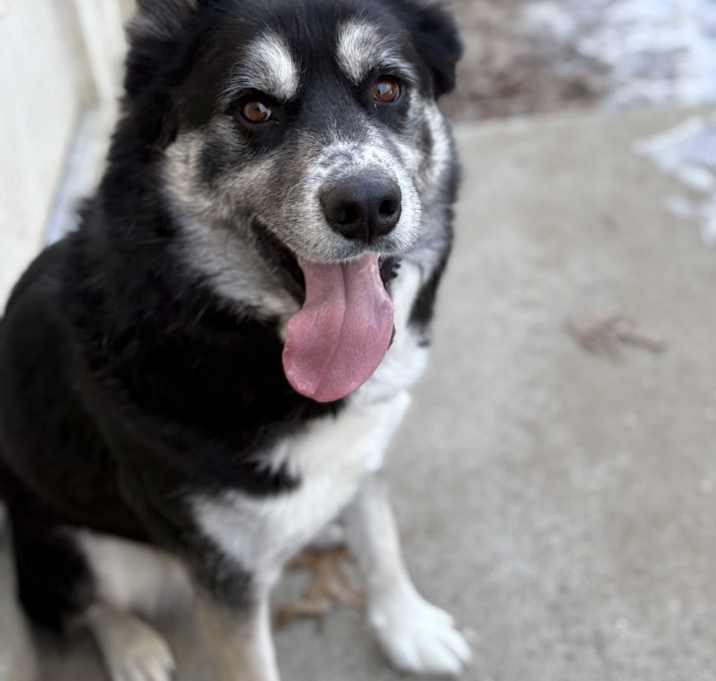 Photo of Lobo