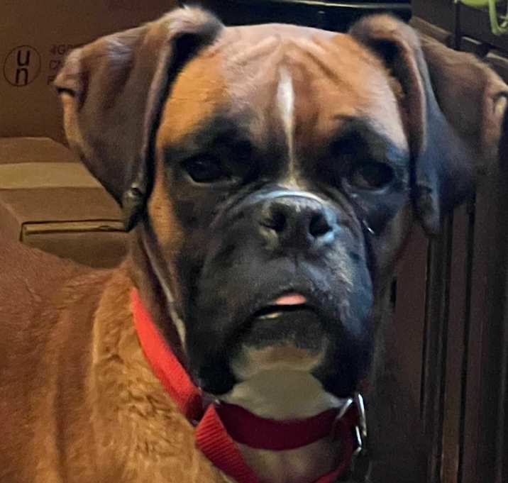 Photo of Ginger
