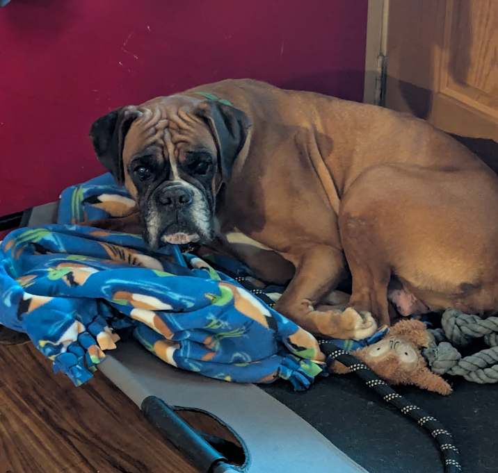 Photo of Tango