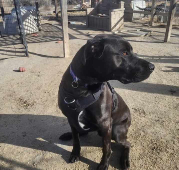 Photo of Dante