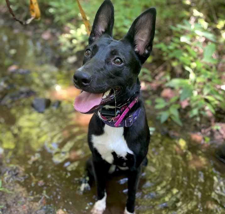 Photo of Shelby - LOCAL