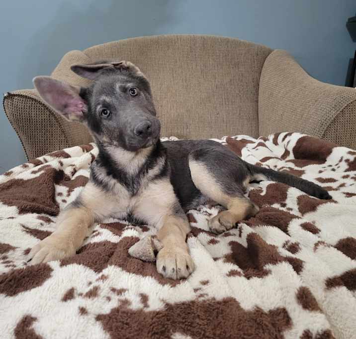 Photo of Jellybean - Pre Approval