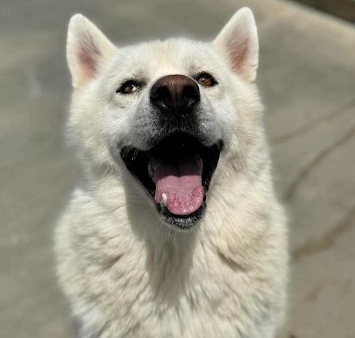 Photo of Willow