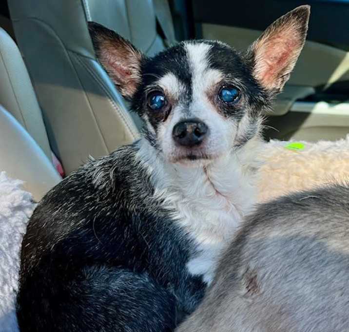Photo of Cookie