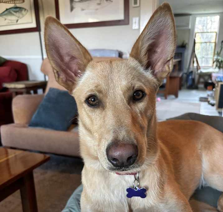 Photo of Dixie