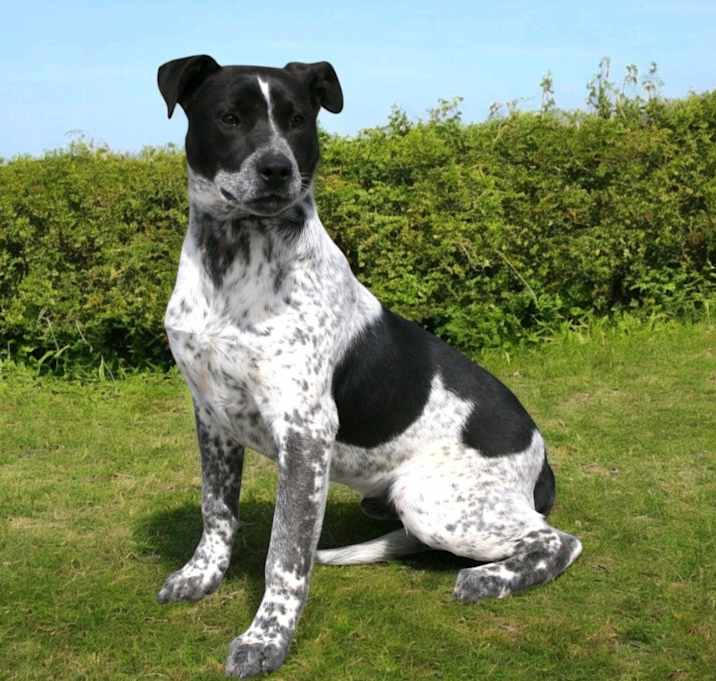 Photo of Romeo