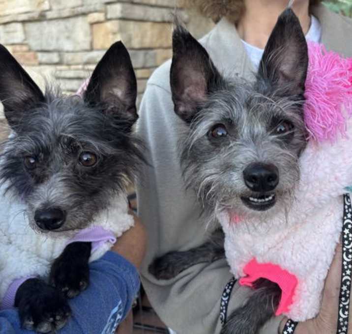 Photo of Minnie (and Onna)**bonded pair**