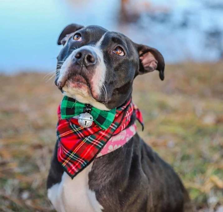 Photo of Bonnie