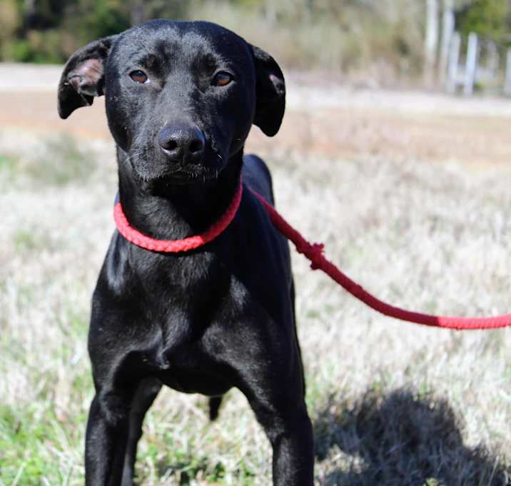 Photo of Brownie