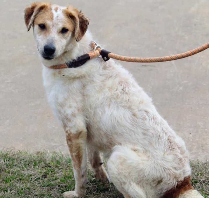 Photo of Grizzly