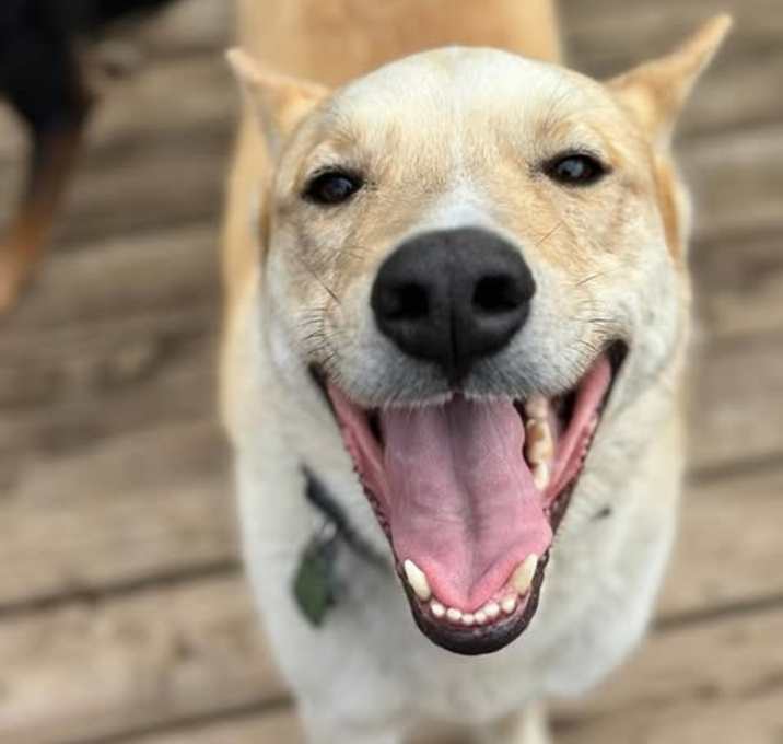 Photo of Gator
