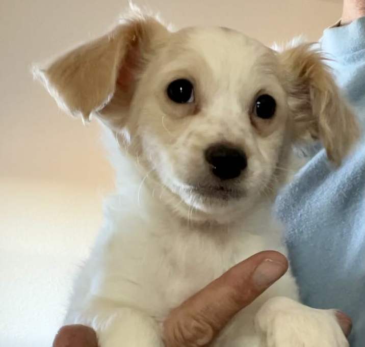 Photo of Chester