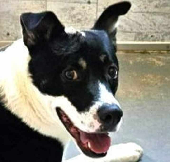 Photo of Baby (CP) Adopt Me!